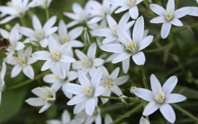 beautiful, flowers