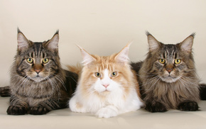 animals