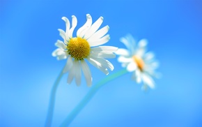 closeup, flowers, white flowers, Windows 8, nature