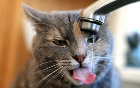 cat, faucets, water