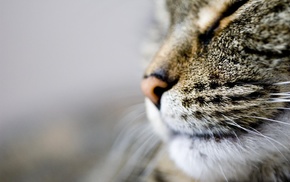 cat, macro