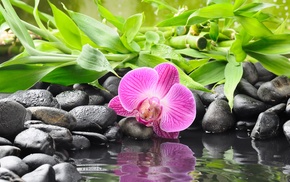 flowers, leaves, creative, water, nature