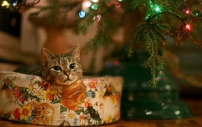 Christmas, cat, animals