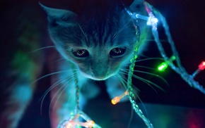 cat, neon, lights, macro