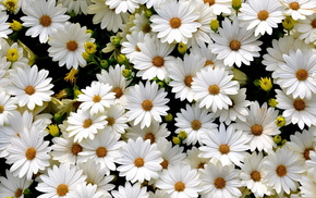 beautiful, flowers, nature, white background