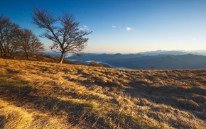 nature, trees, landscape