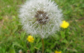 flowers, spring