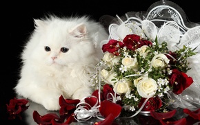 flowers, white, roses, bouquet, cat