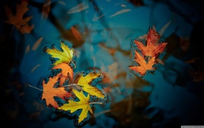 water, leaves, nature