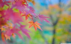 macro, leaves, nature