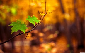 leaves, macro, nature, blurred