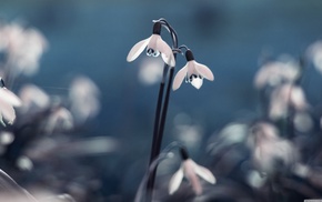 flowers, nature