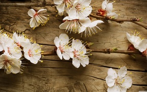 nature, flowers