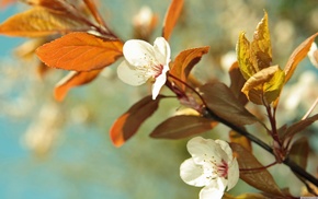 flowers, nature