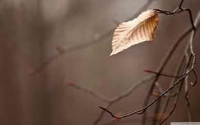 nature