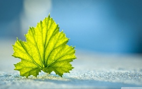 leaves, nature, macro