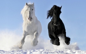 animals, winter, horses