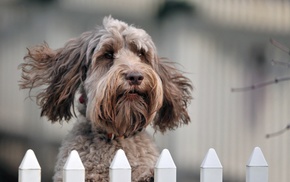 muzzle, dog, animals, background, fence