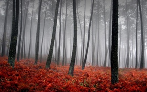 mist, nature, forest, landscape