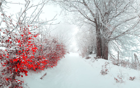 road, winter, trees