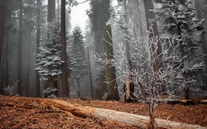 forest, nature, mist