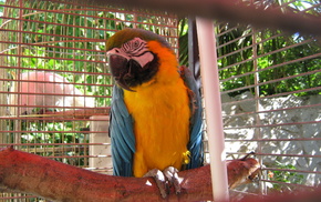 animals