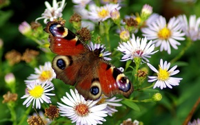 stunner, flowers, butterfly