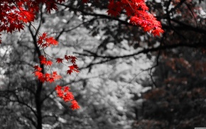 nature, bokeh, selective coloring, trees, maple leaves, photo manipulation