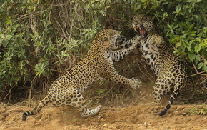 animals, power, leopard