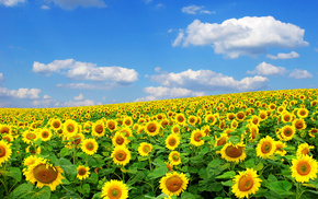 Ukraine, clouds, sky, flowers, field
