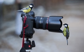 camera, photography, titmouse, birds