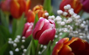 flowers, bouquet, tulips