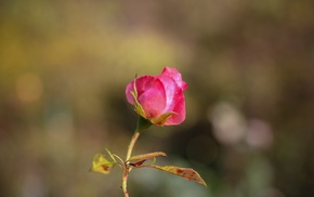 rose, flowers