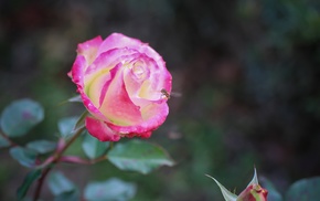 flowers, rose