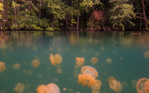 nature