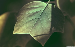 nature, leaves