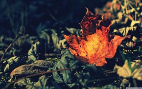 nature