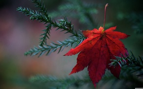 nature, leaves