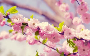 cherry blossom, flowers