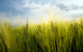 sky, grass, stunner