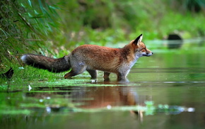 animals, greenery, water, fox, lake