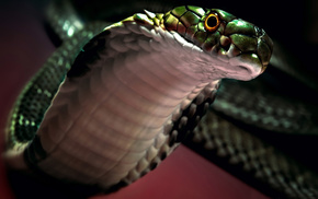 eyes, animals, snake