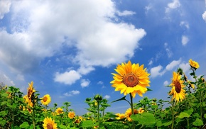 field, nature, clouds, summer, flowers