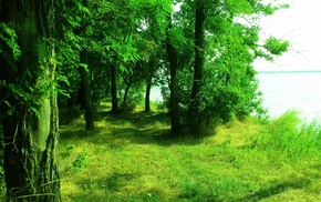 nature, trees, lake