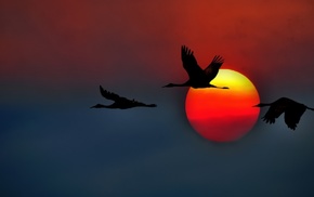 animals, sunset, birds