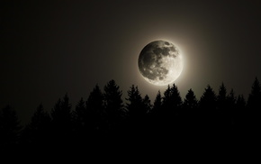 night, stunner, forest, beautiful, moon