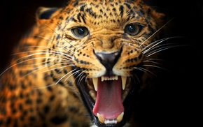 predator, leopard, animals
