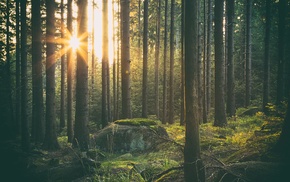 forest, trees, Sun, grass, sunlight