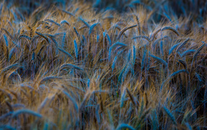 photo, wheat, summer, macro, Ukraine
