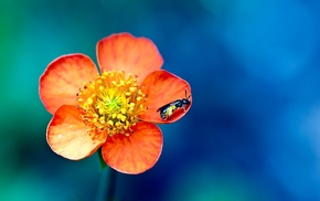 flowers, macro